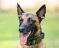 Symbolbild: Mohssen Assanimoghaddam/dpa
Ein aggressiver Mann hat bei einem Einsatz einen Polizeihund getreten. Der reagierte prompt.