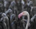 Symbolbild: Christophe Simon/dpa
Ein rosaroter Flamingo mit Flamingo-Küken in einem Gehege.