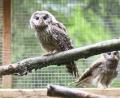 Bild: Gabi Schönberger
Zwei junge Habichtskäuze aus Frankreich sitzen in einer Voliere im Hessenreuther Wald. Der Verein für Landschaftspflege und Artenschutz in Bayern siedelt die Vögel in der Oberpfalz wieder an.