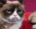 Bild: Barbara Munker/dpa
Grumpy Cat hat mittlerweile sogar eine eigene Wachsfigur in Madame Tussauds.