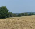 Bild: anv
Auf einem Feld in Perschen (Nabburg) tummelten sich zeitweise bis zu 24 Störche gleichzeitig.