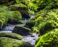 Bild: Thomas Kujat/exb
Sagenhafte Wald- und Wasserlandschaften gehören genauso zum Oberpfälzer Wald wie charmante Altstädte: - Idylle aus Wald und Wasser am Nurtschweg bei Bärnau.