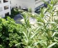 Bild: Andrea Warnecke/dpa-tmn
Viele Kräuter wie hier Petersilie und Rosmarin lassen sich gemeinsam in einen Topf setzen - ideal für den Balkon.