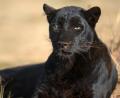 Bild: Ronald Wittek
ARCHIV - Ein schwarzer Panther liegt am 22.06.2010 in einem Naturpark bei Johannesburg in Südafrika. Angeblich streift derzeit ein schwarzer Panther durch Schweiz. Foto: Ronald Wittek  dpa (zu dpa: "Schwarz mit langem Schwanz: Die Schweiz sucht einen Panther" vom 11.05.2012) +++(c) dpa - Bildfunk+++ | Verwendung weltweit