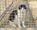 Bild: hcz
Familienzuwachs aus dem Tierheim: Viele Katzen suchen ein Zuhause.