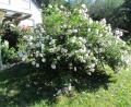 Bild: is
Über 300 Blüten hat Sieglinde Dutke an ihrem imposanten Hibiskusstrauch gezählt.