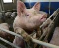 Bild: Petra Hartl
In der Oberpfalz werden immer weniger Schweine gehalten.