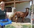 Bild: szl
Jutta Fischer vermarktet den Mist ihrer fünf Suri-Lamas Luciano, Richard, Siggi, Vailoso und Zambesi. Den natürlichen Lama-Dünger stellt sie von Hand her.