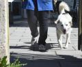 Bild: Gabi Schönberger
Dass der Hund genug Auslauf an der frischen Luft bekommt, soll die neue Verordnung sicherstellen. Aber sie beinhaltet viel mehr als nur die "Gassi-Pflicht".