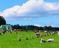 Bild: jml
Beschaulich bleibt es heuer auf der "Kirwawiese" zwischen Artesgrün und Weißenbrunn. Die Kirwaleit müssen wegen der Pandemie auf ihr Traditionsfest verzichten. Stattdessen dürfen die Kühe weiterhin gemütlich grasen.
