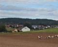 Bild: fdl
Rund 30 Störche machen seit Tagen Station auf den Feldern und Wiesen um Ehenfeld.