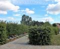 Bild: stg
Auf der freien Rasenfläche rechts von der Hecke sollen weitere neun Urnenplätze entstehen.