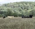 Bild: sck
Wanderer können auf dem Rundweg um das Naturschutzgebiet Grubenfelder Leonie die Auerochsen beobachten. Ein hölzernes Exemplar entsteht derzeit mit Fördermitteln aus dem Regionalbudget, vermittelt über die Frankenpfalz.