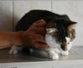 Bild: lue
Dieser zwei bis drei Jahre alter Kater sucht einen neuen Besitzer. Er ist verschmust und zutraulich. Da er keine Augen mehr hat, muss er mit seinen anderen Sinnen zurechtkommen.