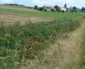 Bild: Portner
Bereits vorbildlich: Ein hügeliger Grünstreifen zwischen Feld und Flussbett verhindert Ausschwemmungen. Die Murach fließt zwischen Oberlangau (Bild) und Mitterlangau ein Stück der Straße entlang.