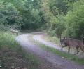 Archivbild: Bundesforst Grafenwöhr
Der Wolf auf Pirschgang im Übungsplatz, ob das Klicken der Fotofalle seine Aufmerksamkeit forderte.