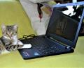 Bild: hcz
Der Laptop fasziniert auch Katze Antonia.