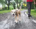 Bild: Gabi Schönberger
Hundehalter sollen ab nächstem Jahr dazu verpflichtet werden, ihrem Hund genügend Auslauf zu garantieren.