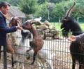 Bild: Hirsch
Landrat Thomas Ebeling lockte die Ziege mit Futter an den Zaun.