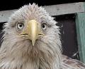 Symbolbild: dpa
Ein junger Seeadler.