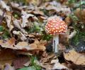 Symbolbild: Andreas Schoelzel
Fliegenpilz (Amanita muscaria) im herbstlichen Garten.
