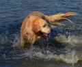 Bild: Kunz
Die Hunde hatten am Sonntag mächtig Spaß im Schätzlerbad.