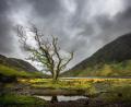 Bild:  Heinrich Flieger 
"Der Baum in Irland"; :