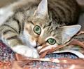 Bild: hcz
Katze Antonia ist eher scheu und versteckt sich schon mal gerne.
