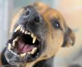 Archivbild: Soeren Stache
Die Theisseiler Gemeinderäte hoffen, dass die hohe Abgabe für Kampfhunde von 1000 Euro so abschreckt, dass so ein Vierbeiner gar nicht ins Haus geholt wird.