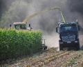 Bild: gsp
Der Mais steht noch auf den Feldern. Die ersten Maschinen zur Silage sind aber bereits unterwegs.
