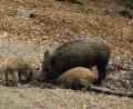 Bild: Benkhardt
Wildschweine.