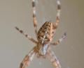 Bild: Thomas Sporrer
Die Gartenkreuzspinne (Araneus diadematus) ist ein nützliches Tierchen, war immerhin 2010 schon mal die „Spinne des Jahres“.