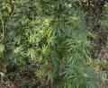 Bild: exb
Diese Marihuana-Pflanzen entdeckte ein Spaziergänger am Dienstagnachmittag.