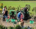 Bild: rpp
Eine Kartoffelernte wie anno dazumal erlebten einige Kinder mit ihren Familien in Unterbruck.