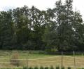 Bild: dob
Inmitten der alten Baumbestände im ehemaligen Seltmann Park will der Eigentümer ein Zweifamilienhaus mit Einliegerwohnung und Nebengebäuden, Garagen und einen Geräteraum errichten. Das gefällt nicht jedem Stadtrat. Bernd Koller stimmt dann auch gegen den Antrag.