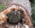 Bild: njn
Ganz offen lag das Bienenvolk nach dem Fällen des Baumes da.