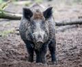 Bild: Jens Büttner
Vielerorts sind die Wildschweine auf dem Vormarsch. Erklärungen dürften in einem üppigen Futterangebot und den milden Wintern der vergangenen Jahre zu suchen sein..