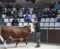Bild: Hirsch
Regelmäßig führen die Züchter Bullen, Kühe und Kalbinnen über den "Laufsteg" des Tierzuchtzentrums. Am 7. Oktober findet hier der mittlerweile 888. Rindermarkt statt.