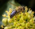 Bild: Hösamer
Bienen und andere Insekten finden im Herbst am Efeu noch Nektar.