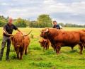 Bild: Hösamer
Gerhard und Simon Bayer (von links) mitten in der Herde: Auf der Weide zwischen Stulln und Brensdorf grasen Schottische Hochlandrinder.