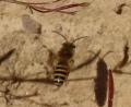 Bild: Norbert Scharf /exb
Seidenbienen, eine Erdbienen-Art, haben das Bürgerspital-Areal zu ihrer neuen Heimat erkoren. Was zunächst keine Einfluss auf den weiteren Verfahrensverlauf dort haben wird.