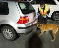 Bild: bl
Angeleitet von Polizeihauptmeisterin Stefanie Rute beschnuppert Polizeihund Cliff diesen Golf auf der Suche nach Drogen. In diesem Fall kann die feine Nase des sehr konzentriert arbeitenden Belgischen Schäferhundes vom Typ Malinois aber nichts erschnüffeln.