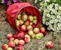 Symbolbild: Patrick Pleul/dpa
Ein Korb voller Äpfel: Aus dem Obst lässt sich wunderbar Saft pressen - in Haselbrunn in diesem Jahr allerdings nicht.