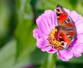 Bild: Hösamer
Ein Tagpfauenauge sucht Nahrung auf einer Anemone.