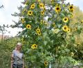 Bild: lg
Ortrud Sperl wundert sich über die Sonnenblumen in ihrem Garten, die in den Himmel wachsen.