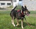 Bild: Petra Hartl
Der etwas groß geratene Schäferhund-Mischling Dobby ist seit dem 8. September im Tierheim Amberg. Er ist auch deshalb ein Liebling der Betreuer, weil er so ein trauriges Schicksal hinter sich hat.