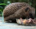 Bild: Peter Steffen
Igel vertragen hochwertiges Katzennassfutter gut.