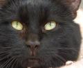 Bild: hcz
"Die Katze wo ausschaut wie der Teufel" sagte einmal eine Freundin der Familie und meinte damit unseren "Blacky".