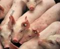 Bild: Carmen Jaspersen
Die Ferkel drängen sich im Stall aneinander. Ferkelerzeuger müssen investieren, um die neuen Bestimmungen zu erfüllen. Allerdings ist derzeit der Markt am Boden. Viele machen Verluste.