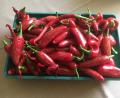 Bild: rpp
Eine reiche Ernte konnte Chililiebhaber Konrad Götz aus Kastl verzeichnen.
Etwa 200 Früchte von insgesamt 11 Pflanzen können sich sehen lassen.
